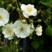 Rambling Rector Rose 