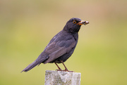 21st May 2025 - Obliging Blackbird
