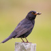 Obliging Blackbird