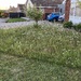 No mow May 