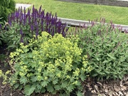 21st May 2025 - Here’s what’s blooming in my garden 