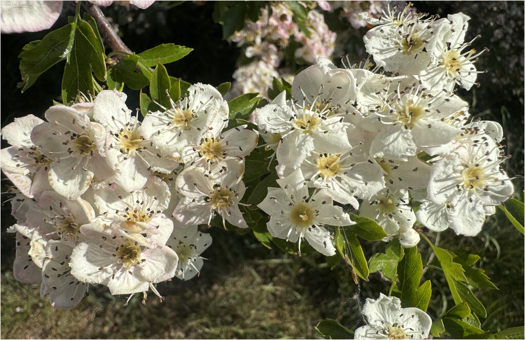 Common Hawthorn by pcoulson