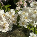 Common Hawthorn