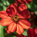 Red Zinnia