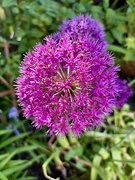 20th May 2025 - Allium