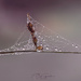 Sails of Dew