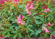 22nd May 2025 - Pink Spider Flower ~