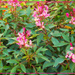 Pink Spider Flower ~