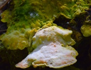 21st May 2025 - Heterobasidian Araucariae