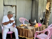 16th May 2025 - Chickens love coconut. 