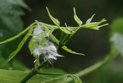 14th May 2025 - Fluff