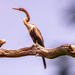Anhinga in the Osprey Nest Tree!