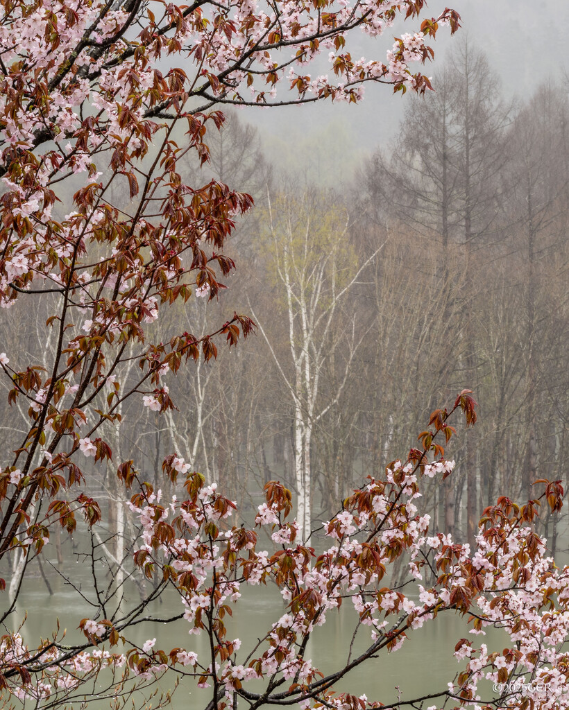 Birch through a Cherry Tree Window by taffy
