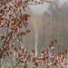 Birch through a Cherry Tree Window