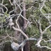 Live oak complexity! 