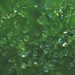 Dill by monikozi