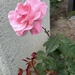 Parking Lot Rose