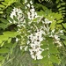 Black Locust