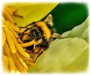 22nd May 2025 - So Much Pollen