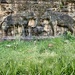 Terrace Of The Elephants P4243487