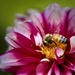 Pollinating 🐝 by marylandgirl58