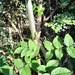 berberis leaves on the ash tree!