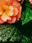22nd May 2025 - Begonia in the Rain