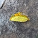my own little tree wedge