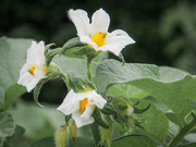 22nd May 2025 - Potato blooms