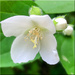 "Every flower is a soul blossoming in nature." by 365projectorgchristine