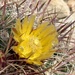 5 13 Barrel cactus flower 