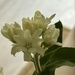 5 13 Unidentified flower