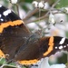 Red Admiral Butterfly