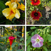 Flowers Along our Travels