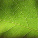 Leafy light