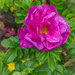 Rose in the spring rain
