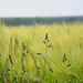 wheat and weeds