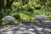 22nd May 2025 - 7 cygnets