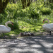 7 cygnets