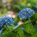 Blooming Pair