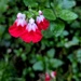 Hot lips 
