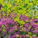 From Pink to Green by 365projectorgheatherb