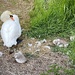 Only three cygnets this year