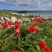 Poppies by the sea