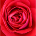 A rose by any other name would smell as sweet