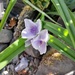 pale Tradescantia has flowered :-)