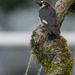 Acorn Woodpecker