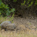 California Quail