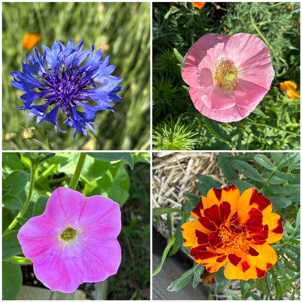More Beauty in the Garden by allie912