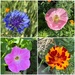 More Beauty in the Garden